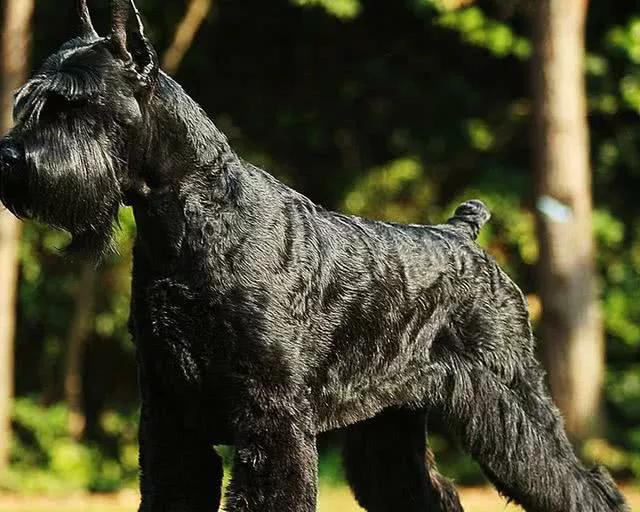 雪纳瑞串巨型雪纳瑞,每日一宠雪纳瑞图片