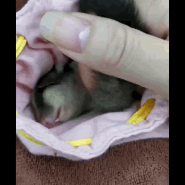 如何和刚到家的蜜袋鼯亲近