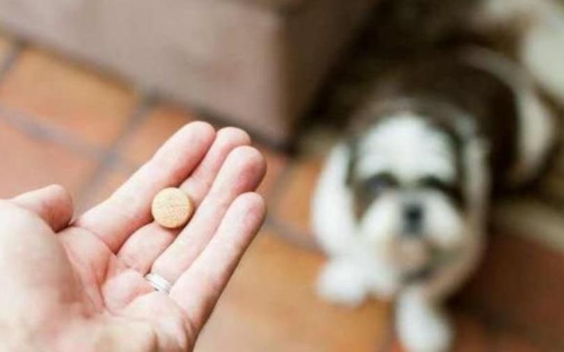 狗狗拉稀很臭买什么药,狗狗又吐又拉稀臭的不行怎么办