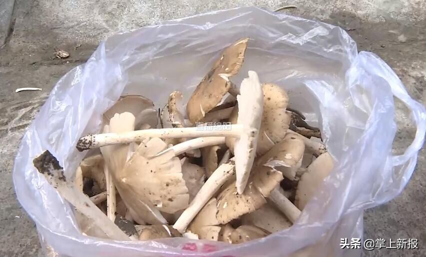 野生毒蘑菇烧毁,野生蘑菇当地市场监管部门烧毁