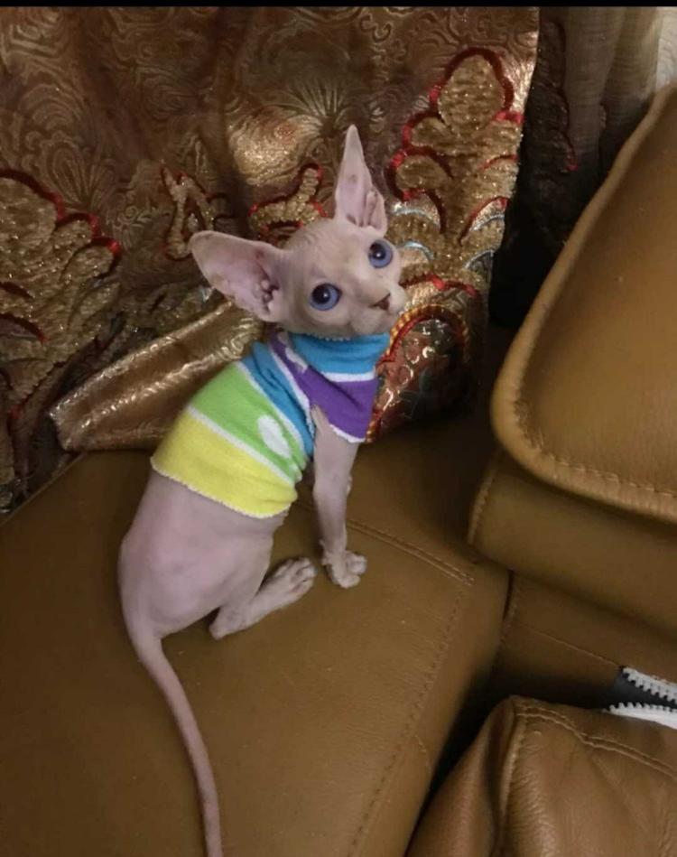 全网最好看的斯芬克斯无毛猫,最漂亮的斯芬克斯猫