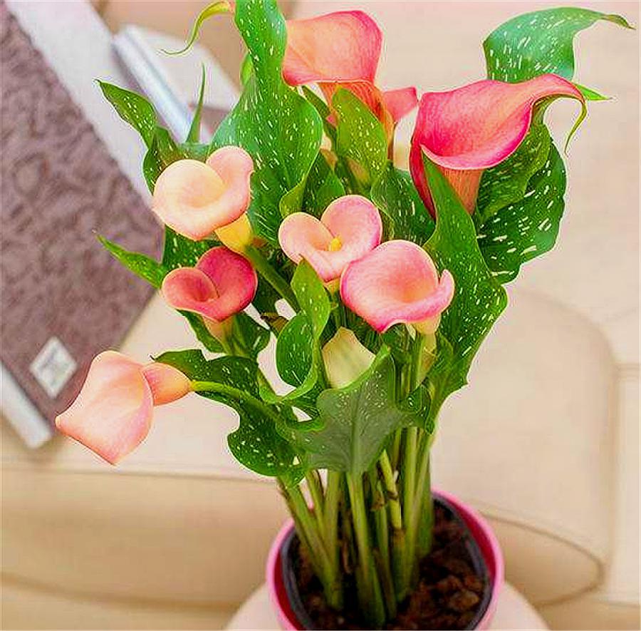 马蹄莲怎么可以开花多,马蹄莲开花的方式是什么