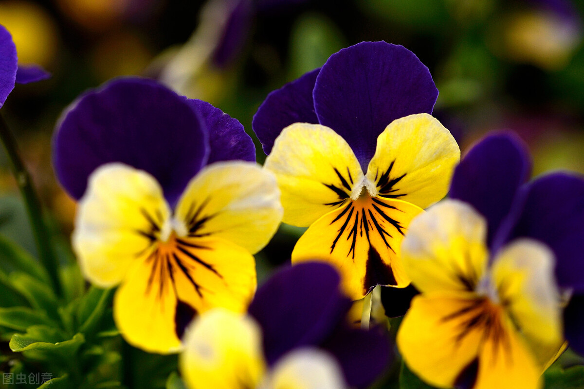 认识的100种花,室内五种好看的花卉