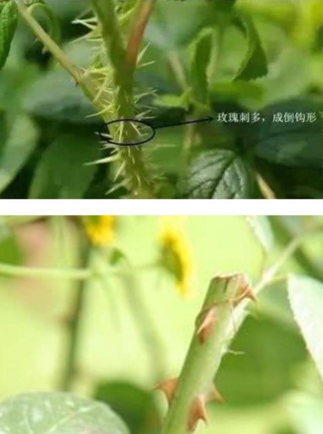 区分月季和玫瑰的正确方法,蔷薇属中的蔷薇月季玫瑰如何区别