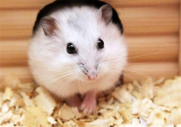 仓鼠冬眠需要关注些什么,仓鼠怎么能避免伪冬眠