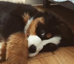 超级可爱呆萌的小奶狗,全种类小奶狗超萌合集