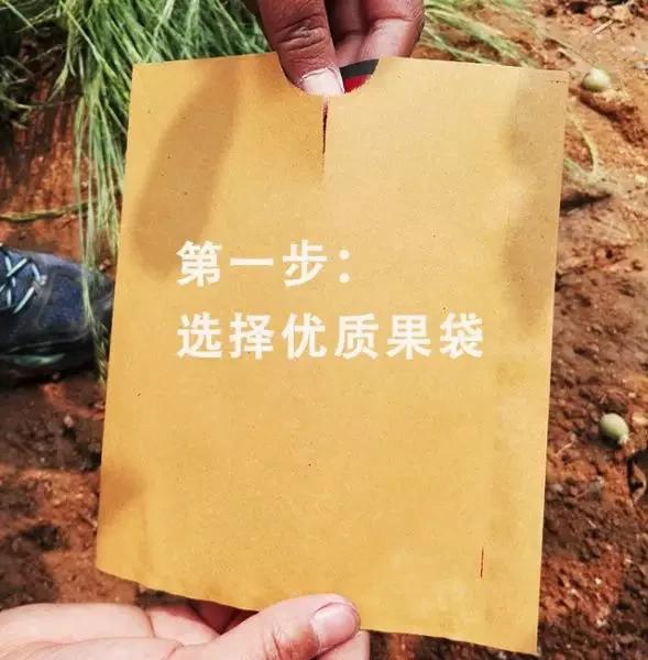 苹果套袋前打什么杀菌药好,苹果套袋的正确方法