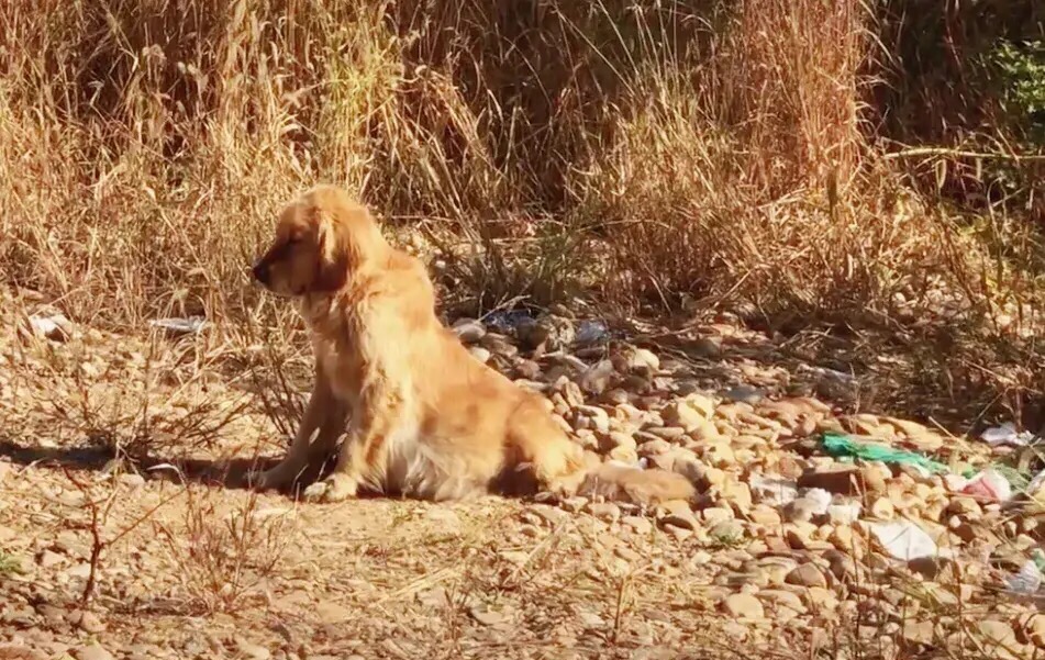 金毛大肚腹水后续,金毛腹水能活多久