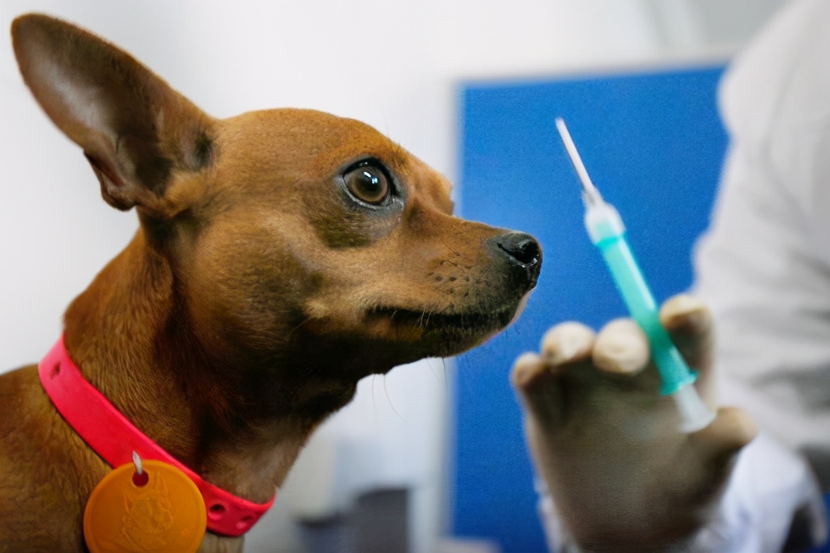 狂犬疫苗紧缺吗2021,为什么有狂犬疫苗狂犬病却治不好