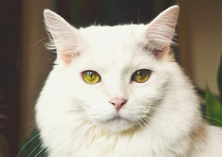 猫鼻子受伤流血怎么止血,猫咪受伤了用什么药止血