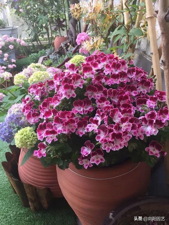 买回来的天竺葵不长根是什么原因,天竺葵开花后管理