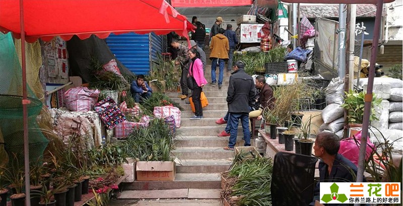 兰花种类和价格行情,现在兰花有特别贵的吗