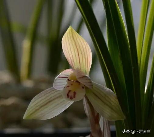 为什么兰花被称为国兰,为什么兰花又叫国兰