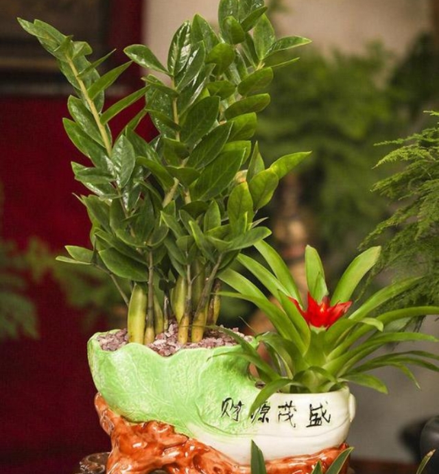 金钱树缺铁,月季缺铁性黄叶用硫酸亚铁行吗