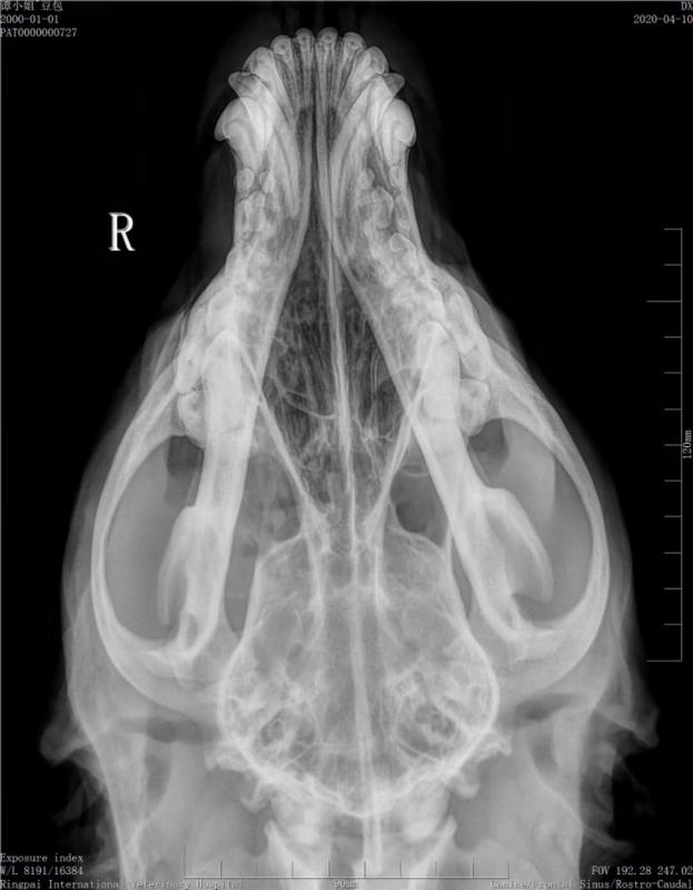 瑞派宠物医院治疗事故怎么处理,瑞派宠物医院病历记录