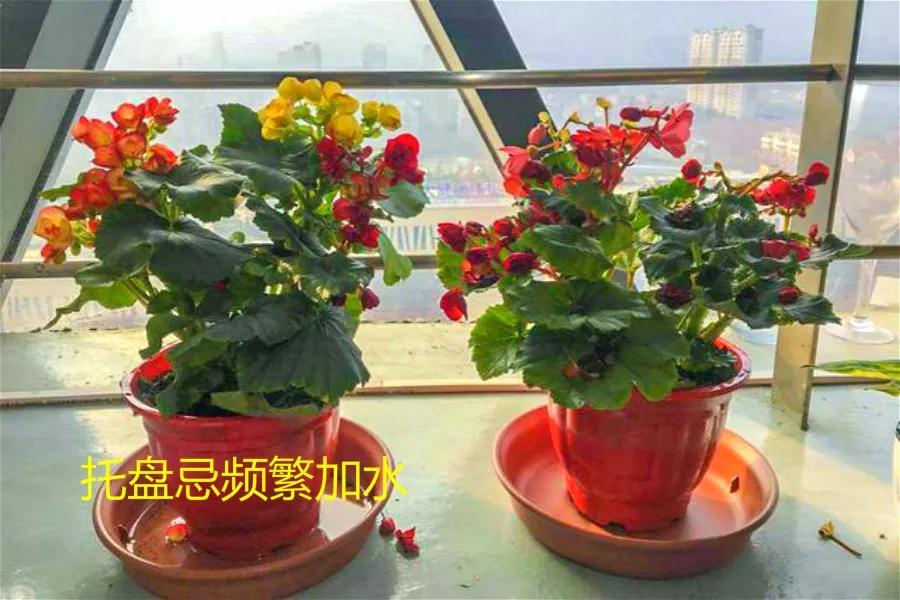 栀子花月季花叶子发黄有黑斑点,茉莉栀子花叶子发黄怎么办