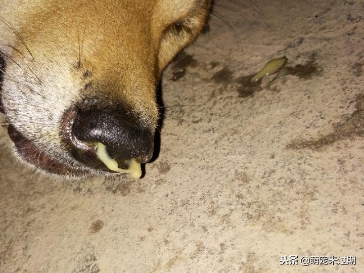 针对犬瘟热，铲屎官你需要知道这些！