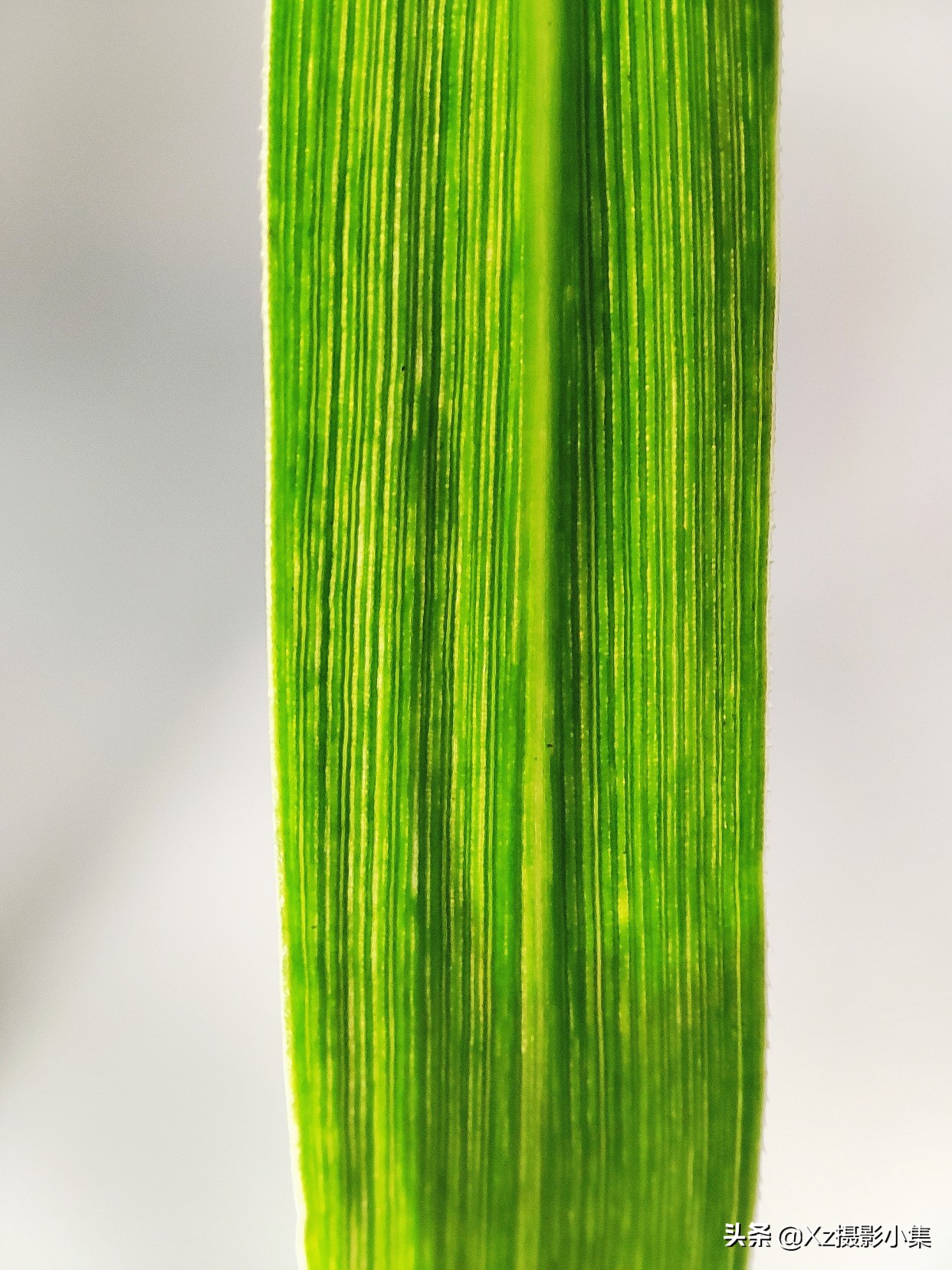 用手机拍微距效果最好方法,用手机拍摄不了微距怎么办