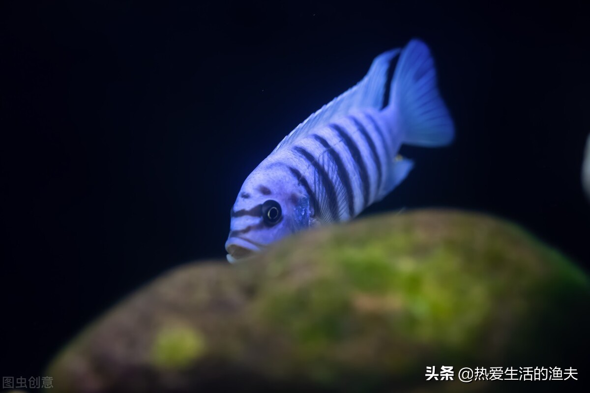 鱼缸换水能一次换全部吗,鱼缸换水可以直接换溪水吗