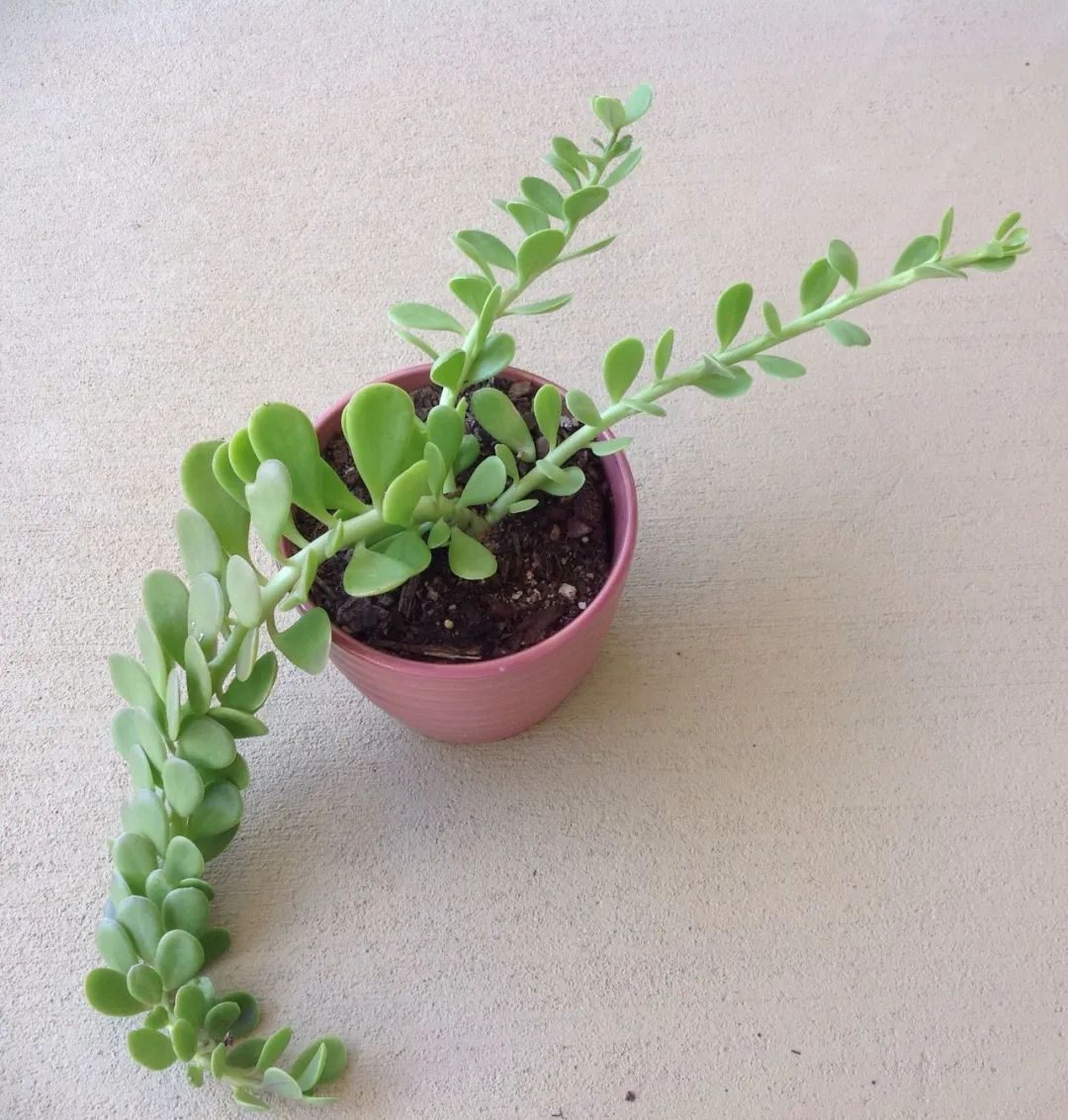 不需要晒太阳的小型多肉植物,多肉植物散射光