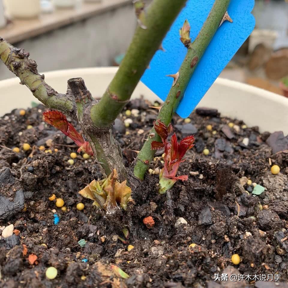 月季应该怎么浇水,月季的浇水关注事项