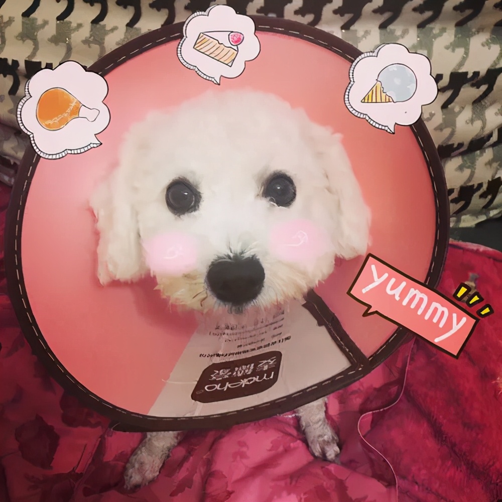 给猫戴上脖圈之后很低落,为什么给猫戴上猫圈就安静了