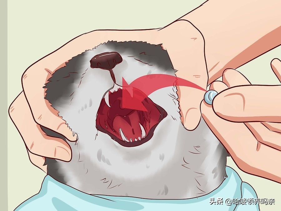 如何喂猫咪难喝的药,如何给猫咪喂药不被抓