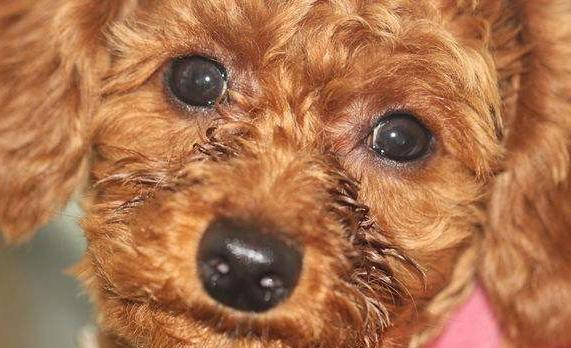 家养犬需要关注的事项,给比熊犬洗脸的正确方法