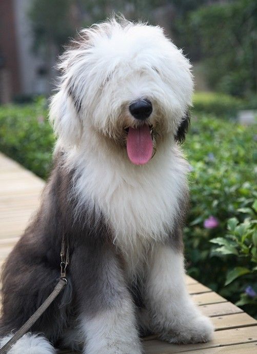 台湾纪录片古代牧羊犬,影视剧里面的卡斯罗犬