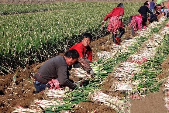 葱农年前囤的葱快烂了，如何是好？