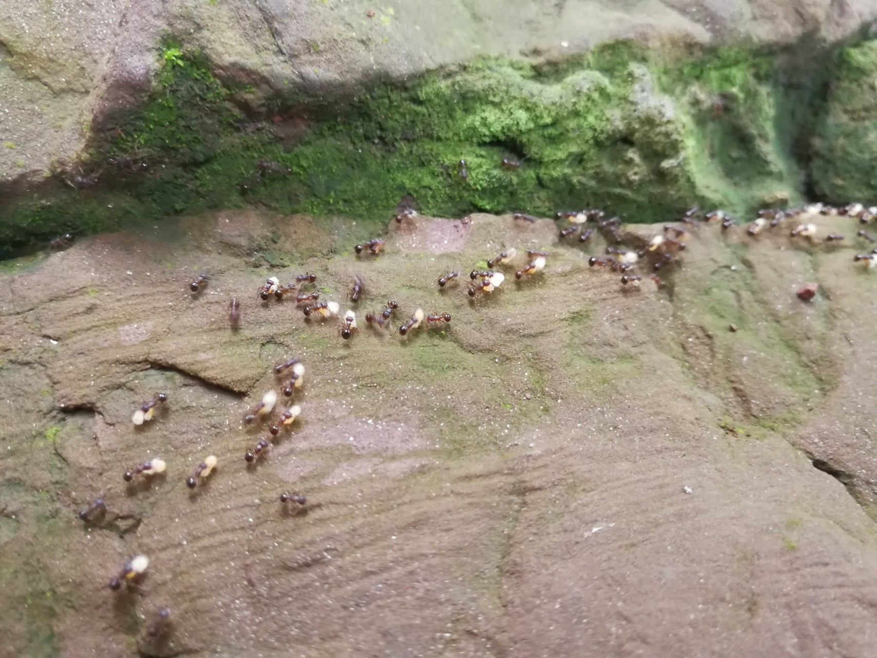 蚂蚁搬家说明下雨了吗,蚂蚁搬家发生在雨前还是雨后