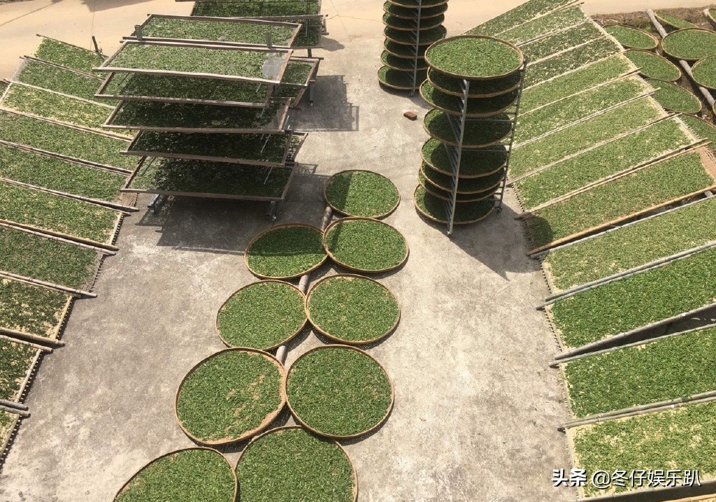 关于白茶的六大谣言,白茶过曝