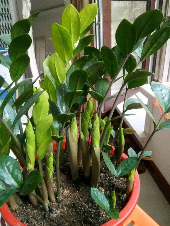 6种漂亮的富贵花好养好看还招财,6种长寿花能活一百年漂亮又吉利