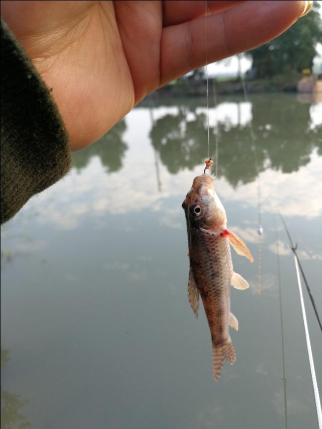 钓鱼专钓小鱼,世界钓鱼之旅钓大鱼