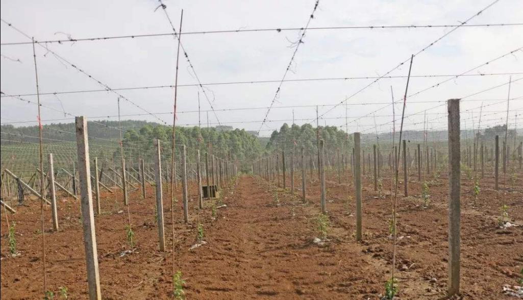 香蜜百香果栽培技术,百香果的栽培技术和管理