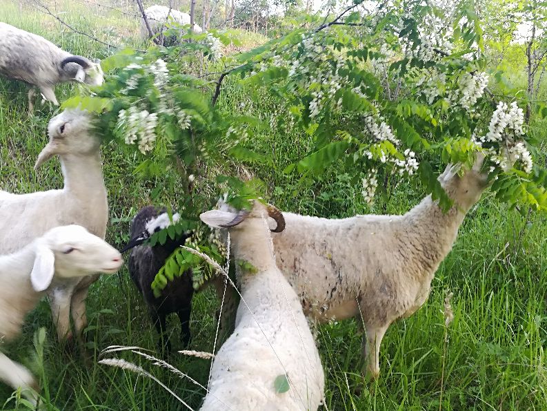 家庭养羊违法吗,农村小规模养羊怎么养合适