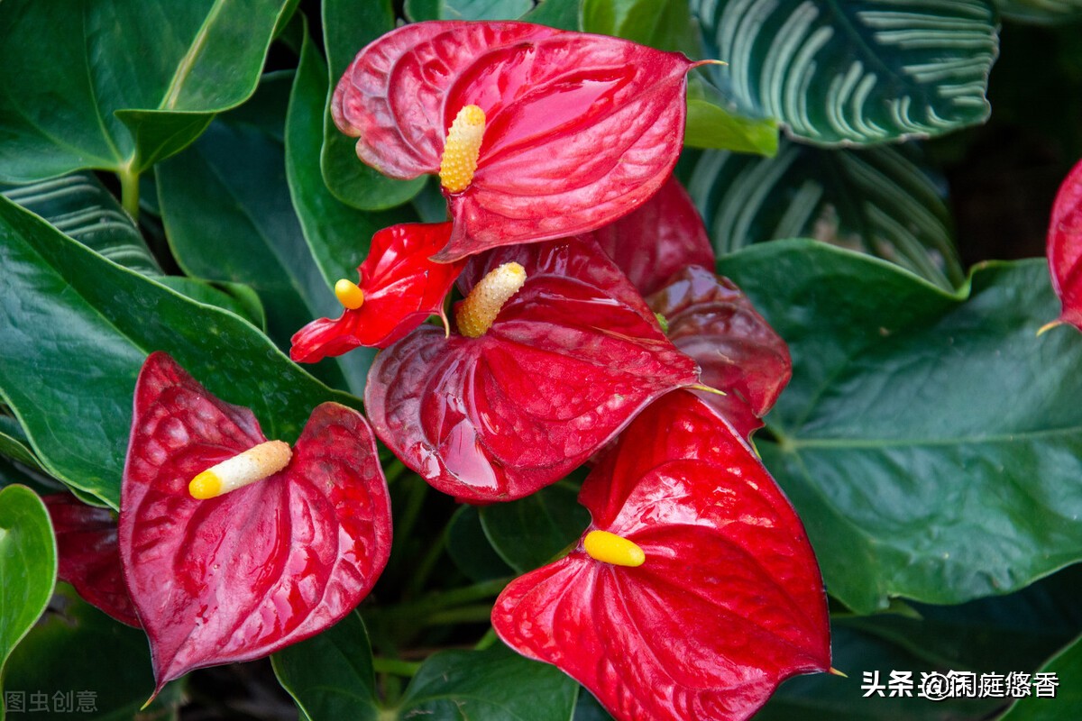 100种常种花卉养护秘籍,20种花卉浇水保养法