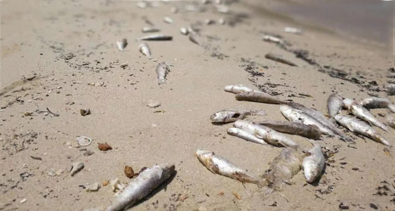 大连海域鱼类莫名大批死亡,大连海域出现鱼类死亡