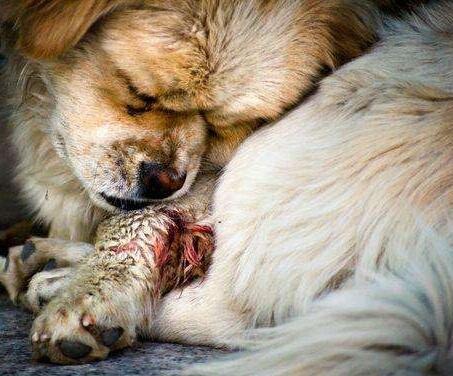 狗狗的行为特征描写,狗狗的行为有多暖