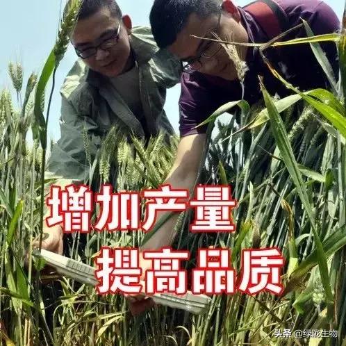 枯草芽孢杆菌防治病害怎样,枯草芽孢杆菌对种植作用及功效