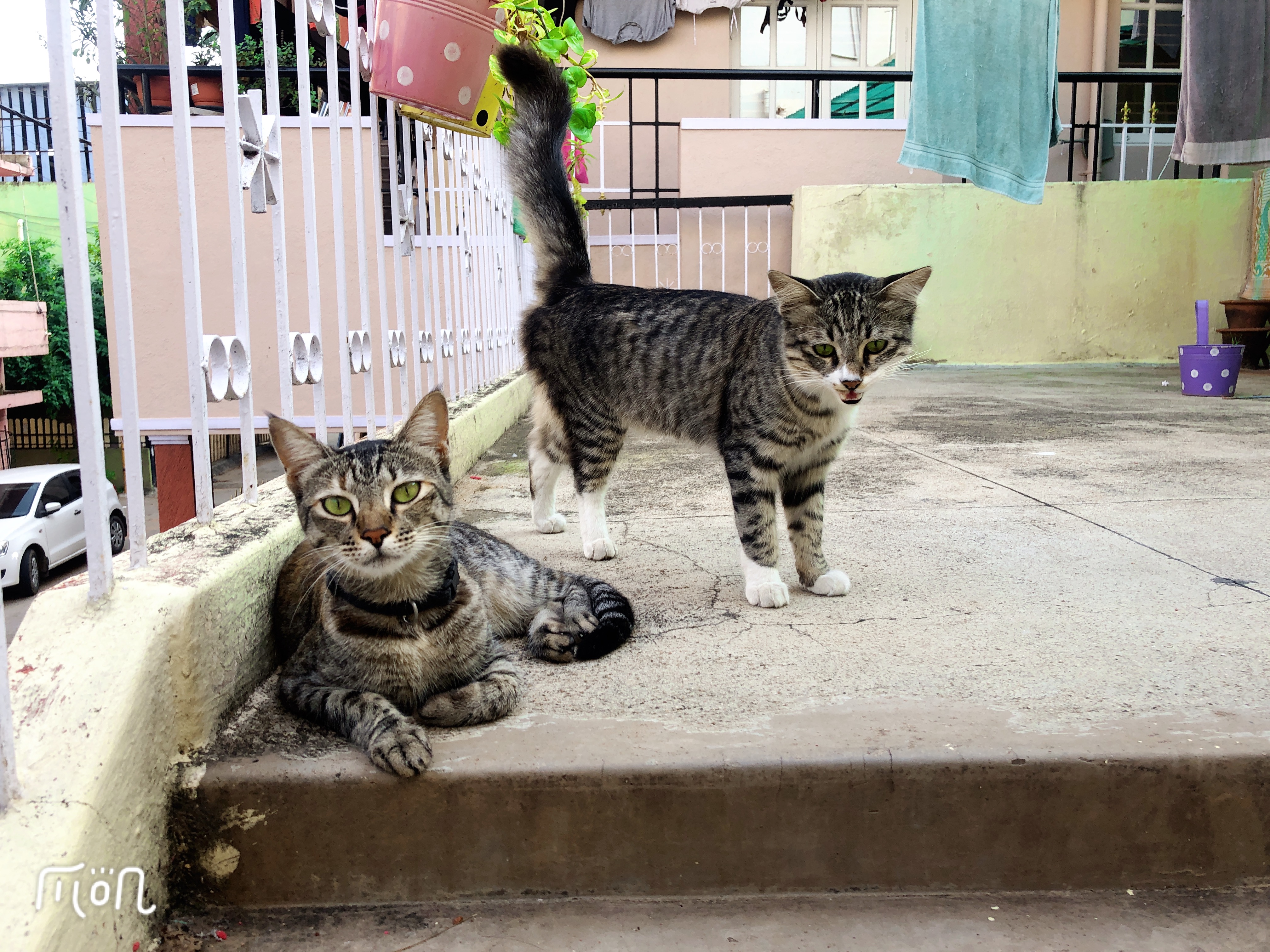 住在印度是什么样的体验,住在印度西北的阿富汗人