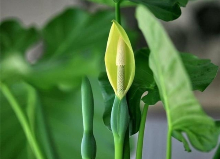 大绿叶花卉滴水观音,绿叶花卉滴水观音开花照片