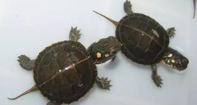 乌龟不吃食怎么办最快最有效,乌龟眼睛肿不进食怎么回事