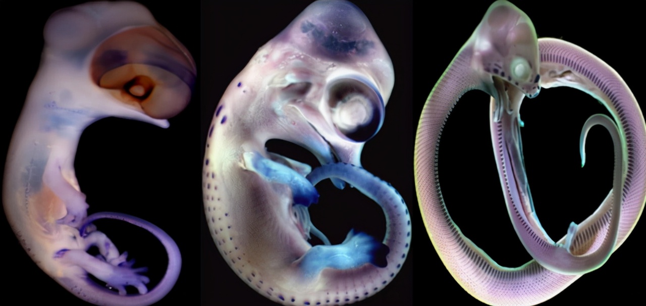 蛇的骨骼结构图,蛇的下颚能长多大