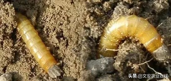 红薯地怎么杀灭地下害虫,地下害虫最佳灭虫方法