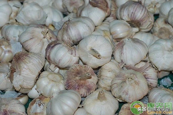 现在大蒜多少钱一斤？2018年12月份全国大蒜价格行情预测