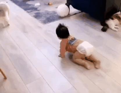 哪种猫最会带娃,什么猫带娃最好