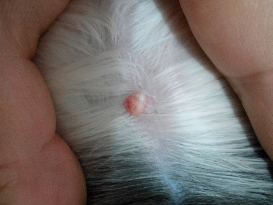 狗狗皮下脂肪瘤的特征,狗狗肿瘤长得快一定是恶性的吗