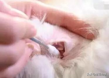 猫和狗耳朵外观有什么区别,耳朵内感觉有虫子爬怎么办
