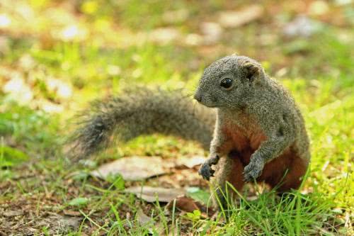 被松鼠咬了需要打狂犬病疫苗吗，这些冤枉钱可别花了